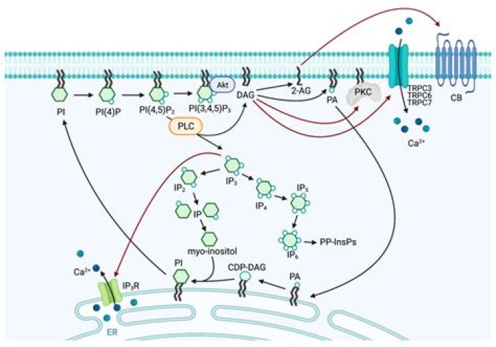 Is phospholipase C an effector