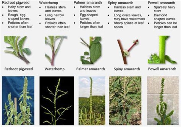 Is pigweed poisonous to humans