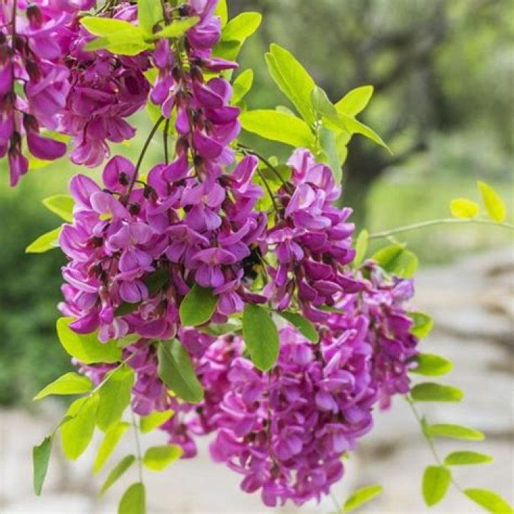 Is purple robe locust invasive