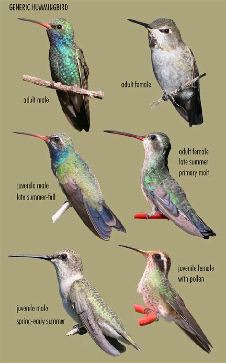 Is red dye harmful to hummingbirds