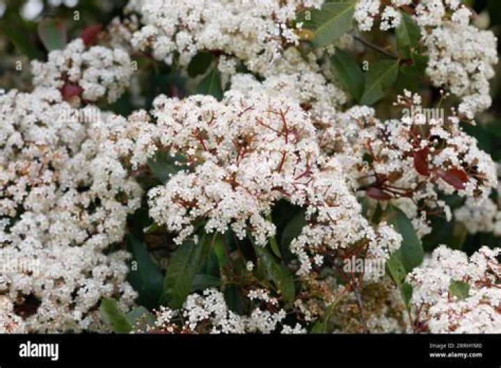 Is Red Robin a Photinia flower