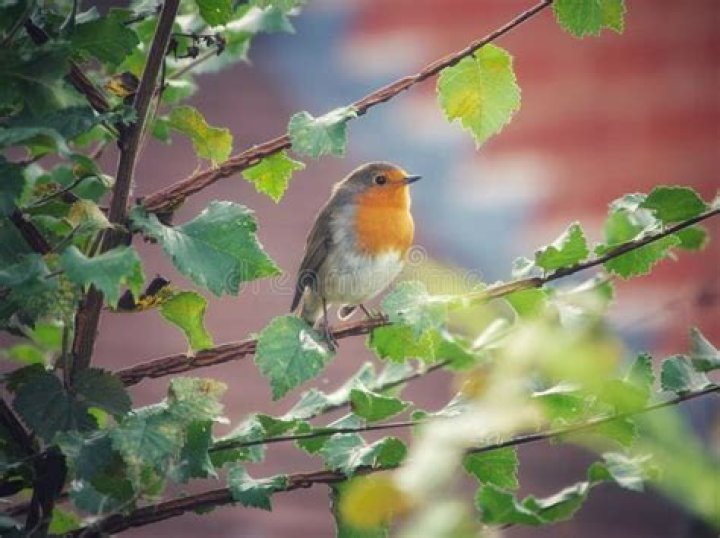 Is Red Robin in all 50 states