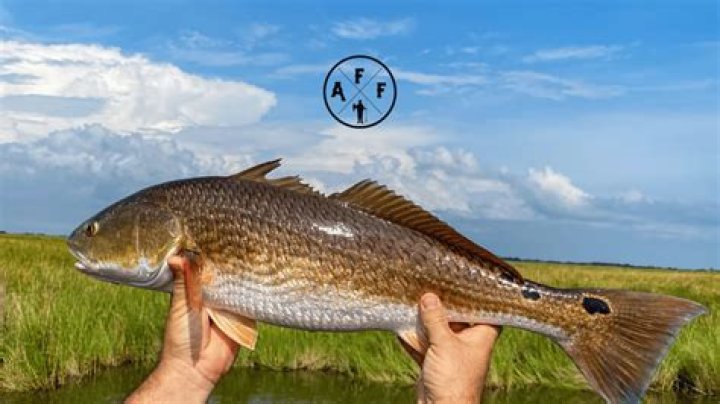 Is Redfish a good eating fish