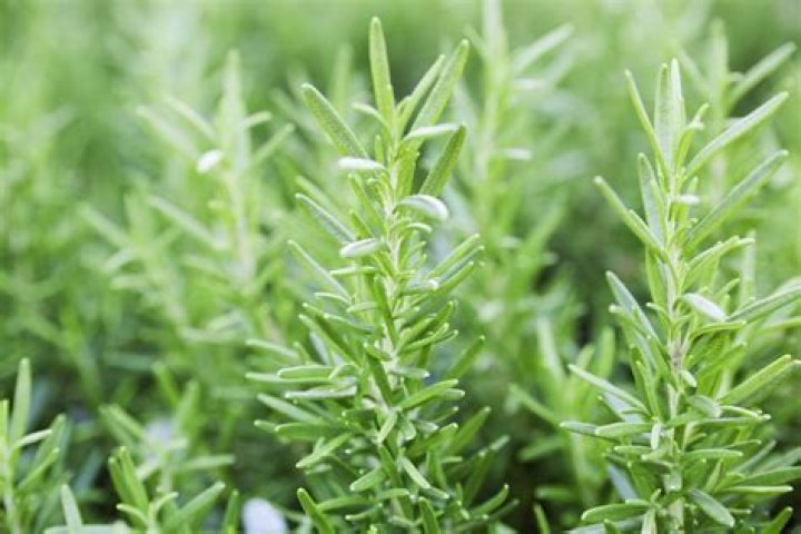 Is Rosemary warming or cooling