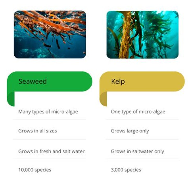 Is sea tangle the same as kelp