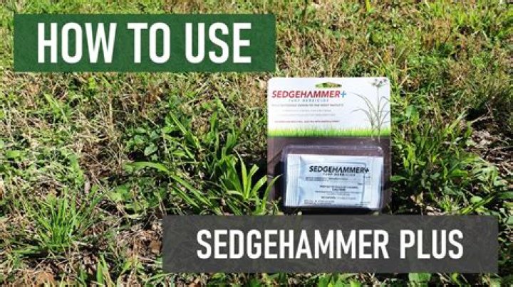 Is SedgeHammer safe for fescue