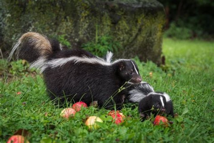 Is skunk spray harmful to dogs