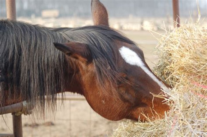 Is soaked hay good for horses