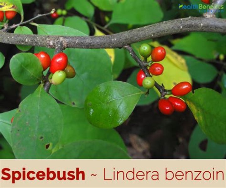 Is spicebush native to Ontario