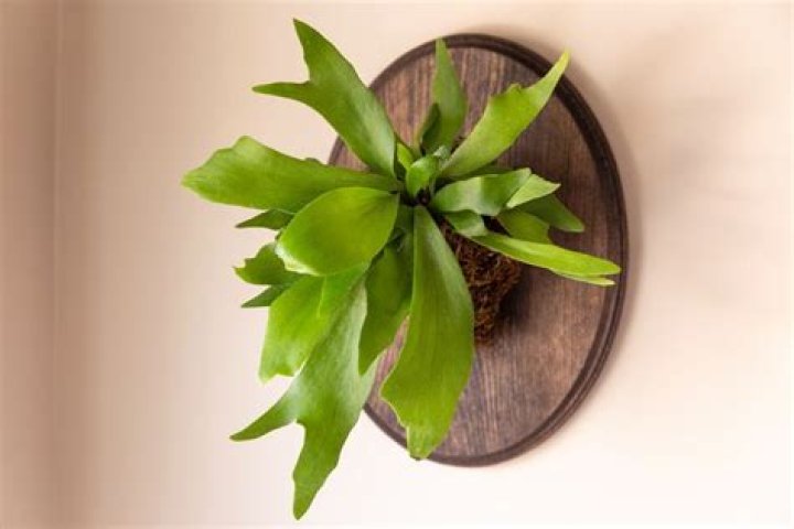 Is staghorn fern safe for cats