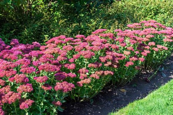 Is stonecrop the same as sedum