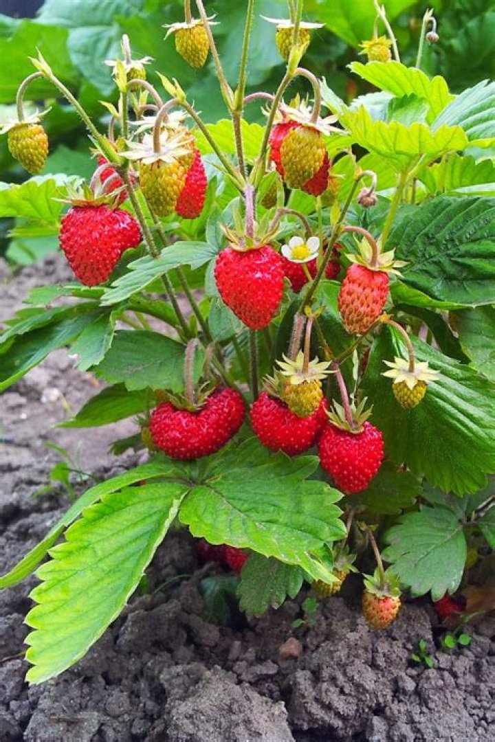 Is Strawberry a multiple fruit