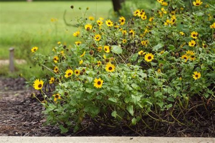 Is sunflower native to Florida