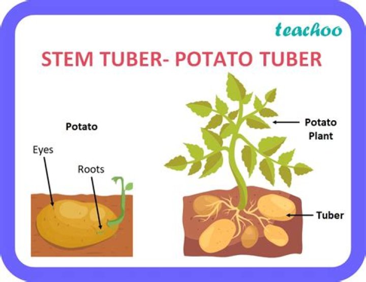 Is Sweet Potato a stem tuber