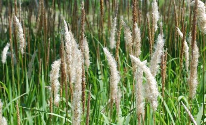 Is Talahib a terrestrial plant