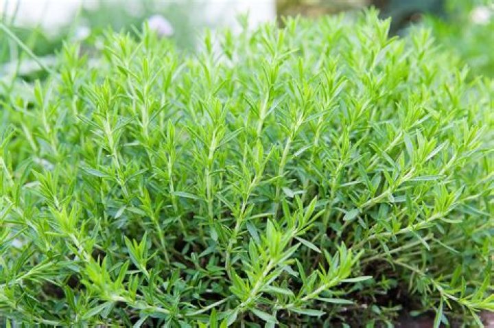 Is Tarragon safe to eat