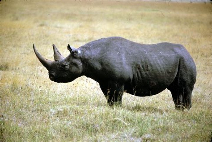Is the black rhino extinct now