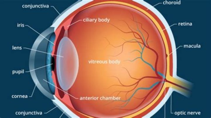 Is the eye irreducibly complex