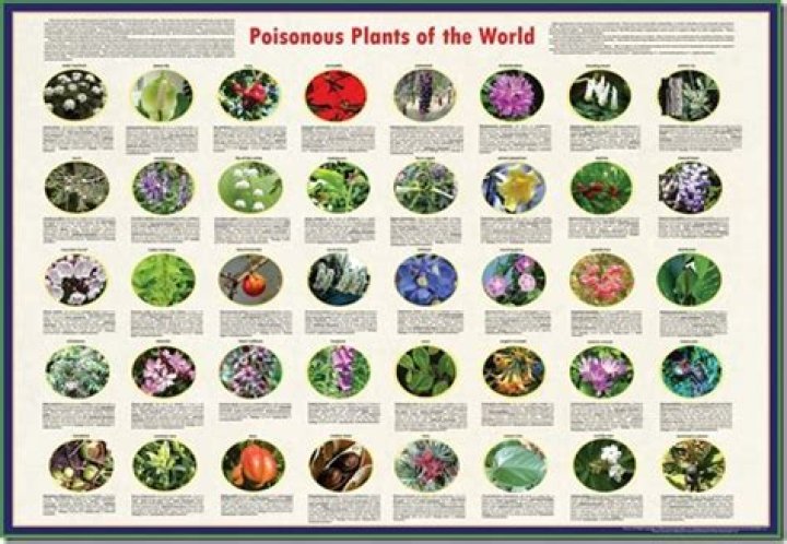 Is the heather plant poisonous