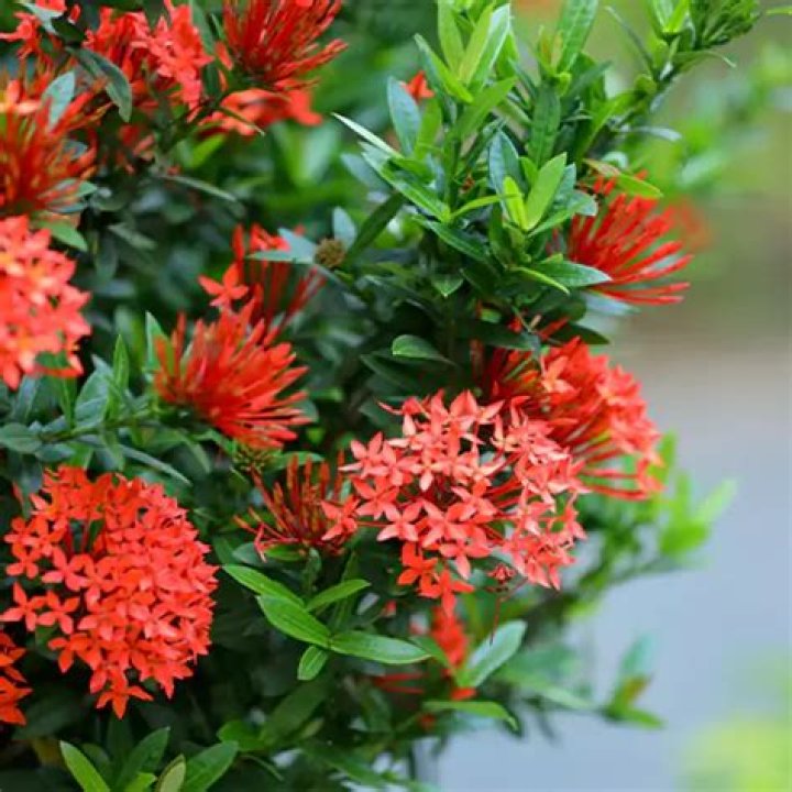 Is the Ixora plant a perennial