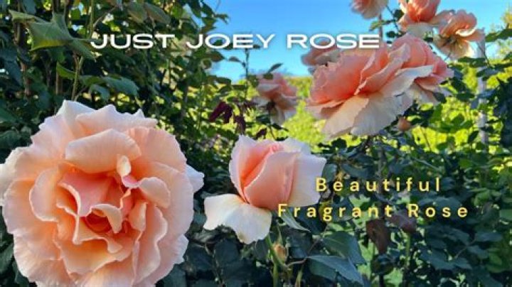 Is the Just Joey rose fragrant
