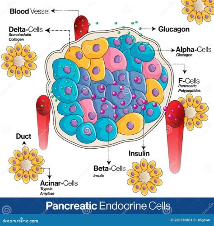 Is the pancreas made of cells