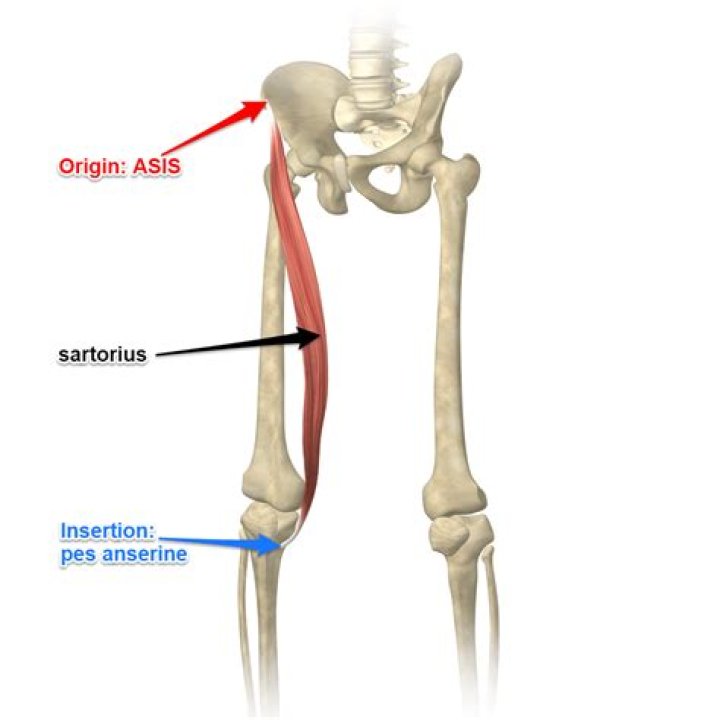 Is the sartorius an antagonist