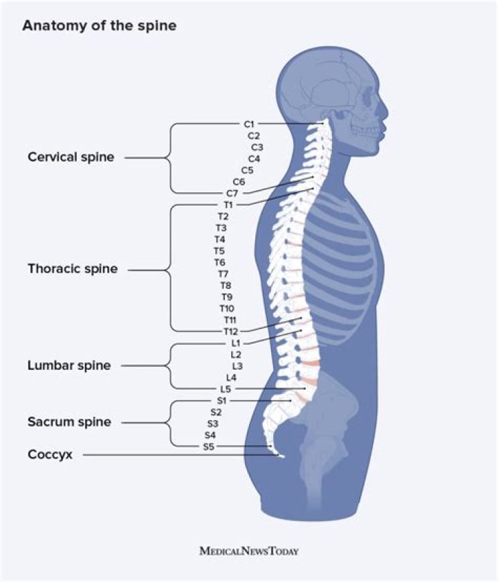Is the spine made up of muscle