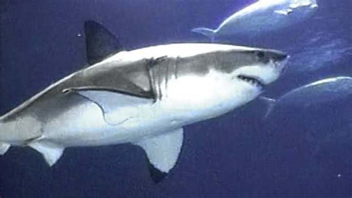 Is there a captive great white