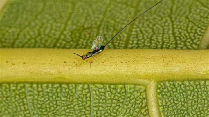 Is there a dead wasp in every fig