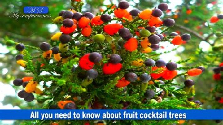 Is there a fruit cocktail tree