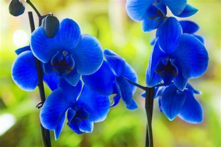 Is there a natural Blue Orchid
