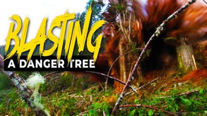 Is there a tree that explodes