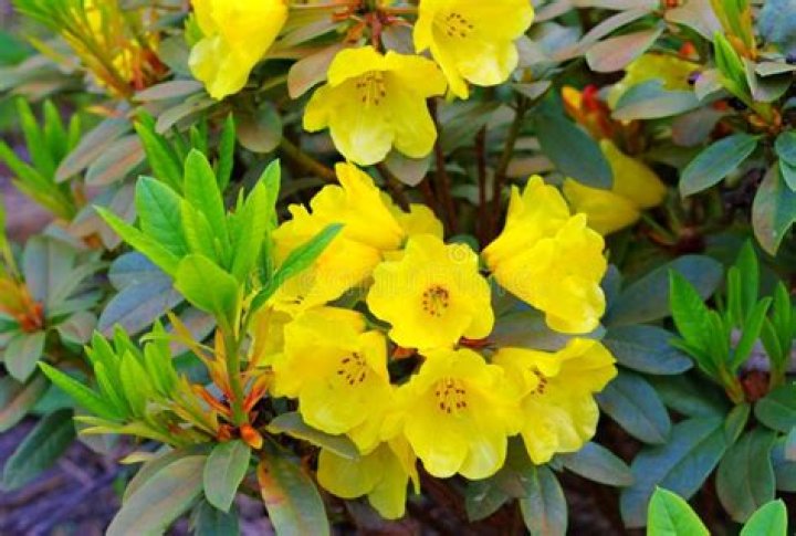 Is there a yellow rhododendron