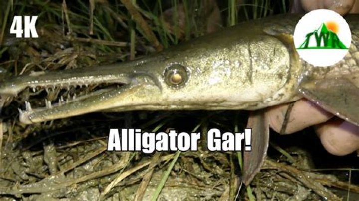 Is there alligator gar in Iowa