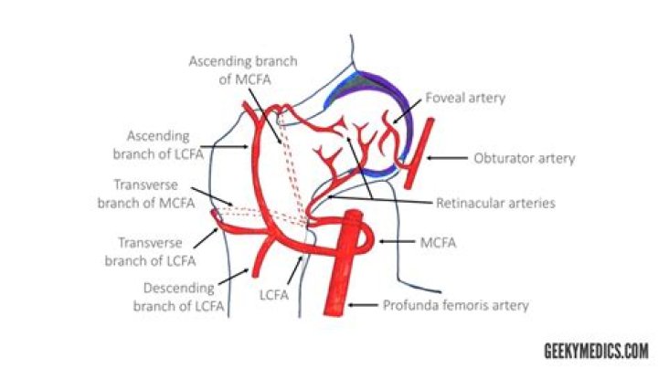 Is there an artery in your hip