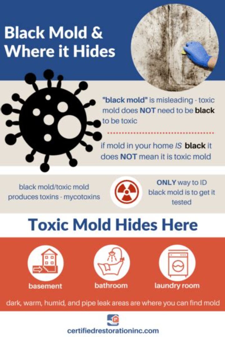 Is there black mold in Georgia