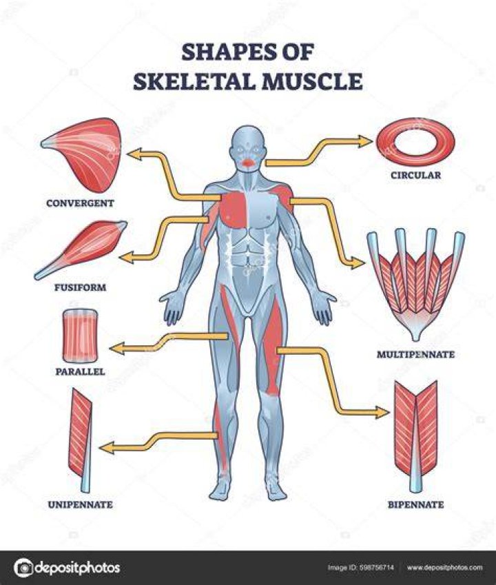 Is there muscles in your scalp