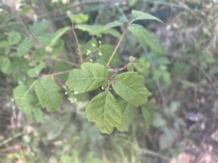 Is there poison oak in Florida