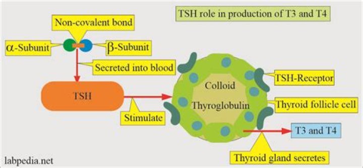 Is thyrotropin the same as TSH