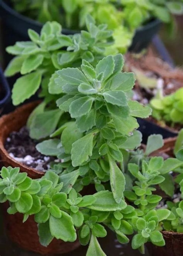 Is Vicks plant same as oregano