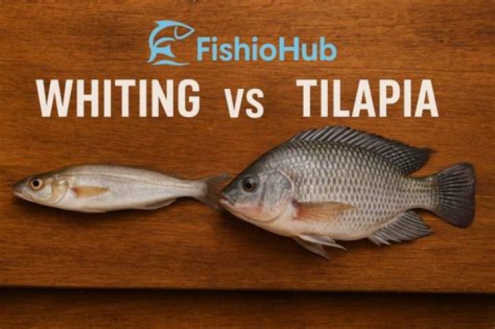 Is Whiting better than tilapia