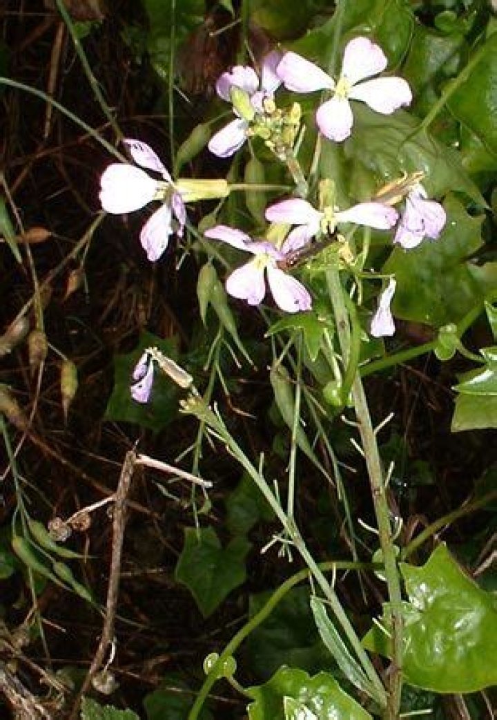 Is wild radish an invasive species