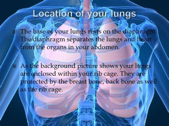 Is your lungs closer to your back