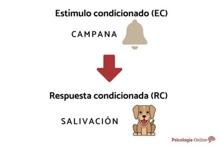 ¿Qué es una conducta respondiente