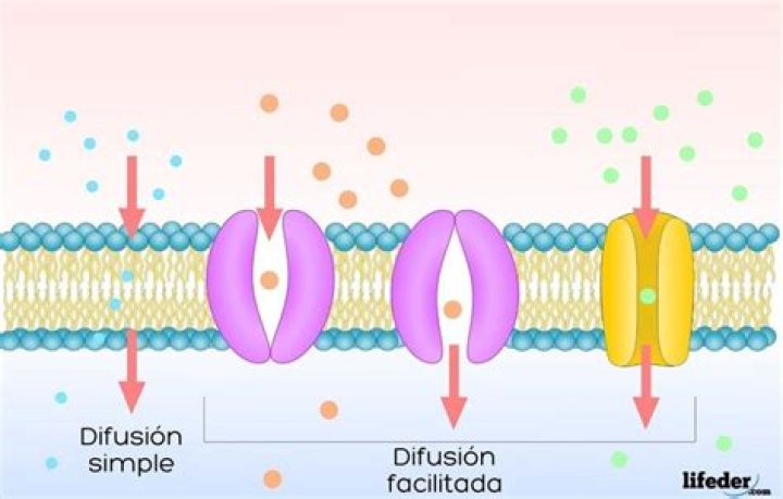 ¿Que la difusión en la célula