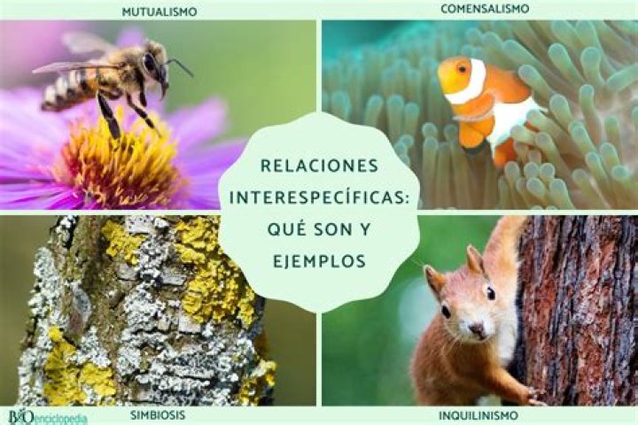 ¿Que se significa interespecífica