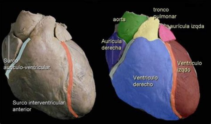 ¿Qué son los surcos en el corazón