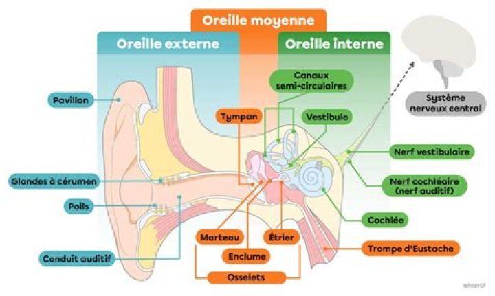 Quel est le nerf de loreille