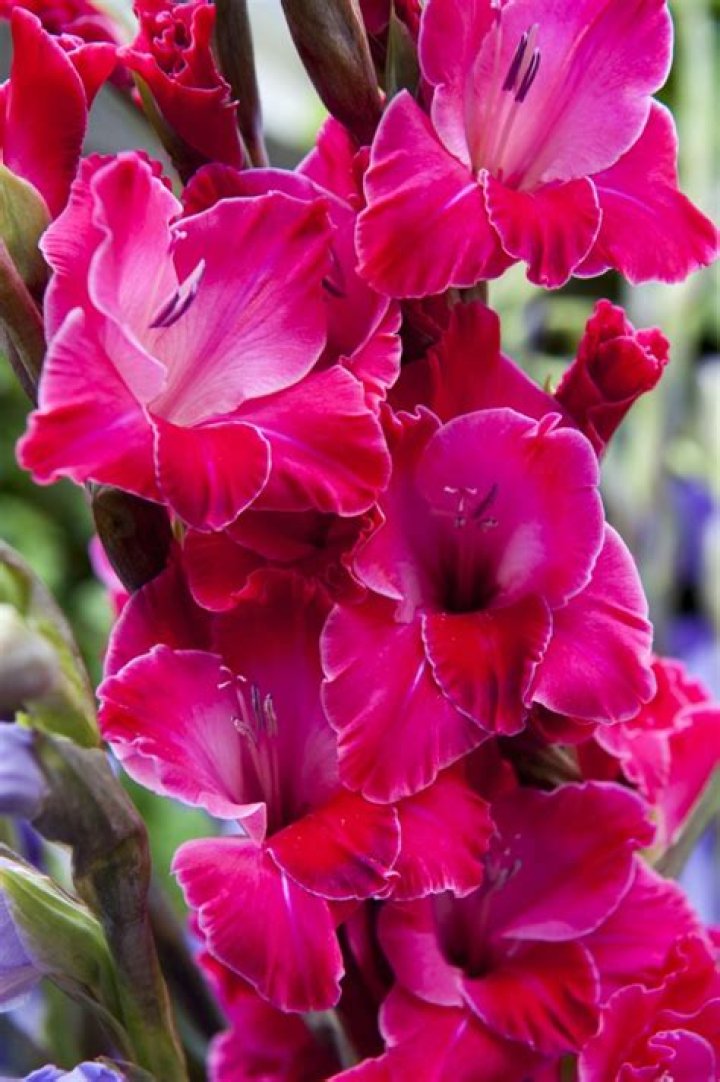 Should gladiolus be deadheaded
